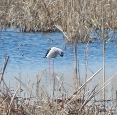 Himantopus himantopus