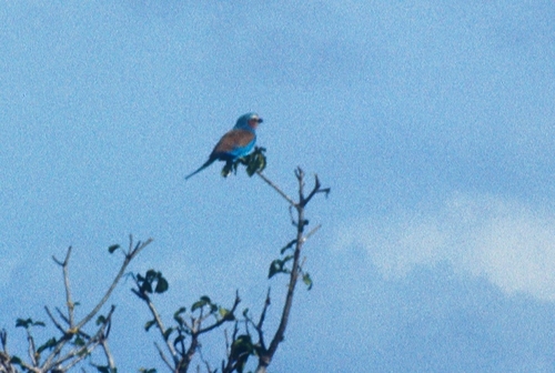 Lilac-breasted Roller