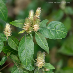 Lepidagathis incurva