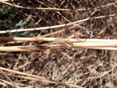 Crocothemis servilia