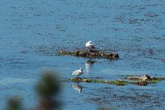 Chroicocephalus genei