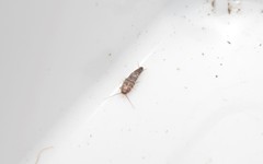 Lepisma