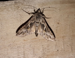 Cornutiplusia circumflexa