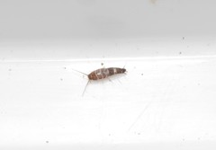 Lepisma