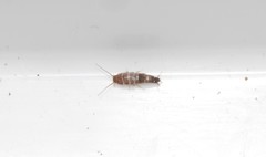 Lepisma