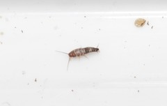 Lepisma