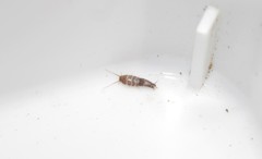 Lepisma