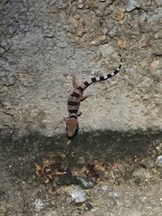 Hemidactylus whitakeri