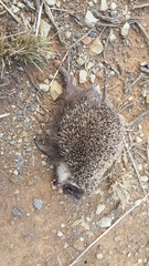 Atelerix frontalis frontalis