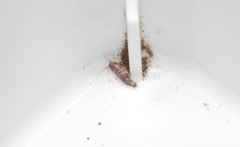 Lepisma