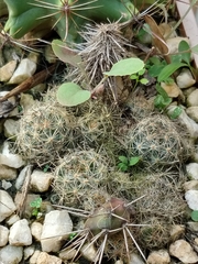 Hamatocactus