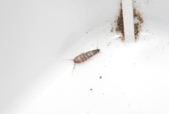 Lepisma