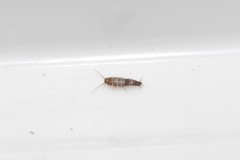 Lepisma
