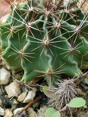 Hamatocactus