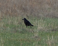 Corvus frugilegus