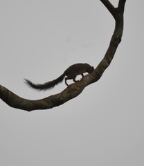 Heliosciurus rufobrachium