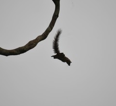 Heliosciurus rufobrachium