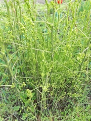 Asparagus officinalis