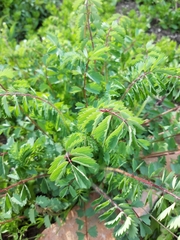 Asparagus officinalis