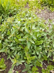 Asparagus officinalis