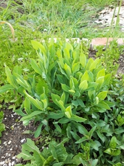 Asparagus officinalis