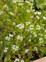 Asparagus officinalis