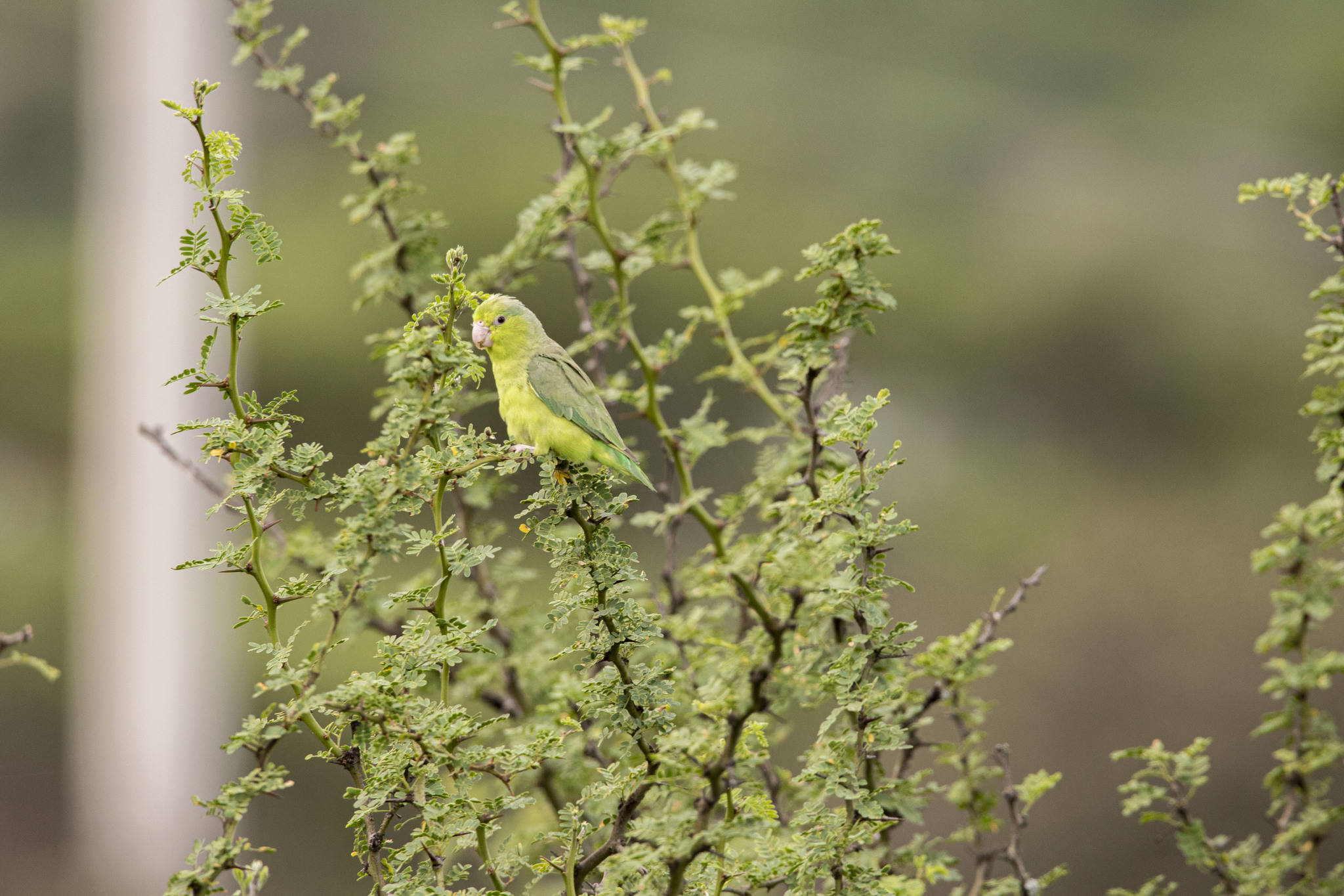 Psittacidae image