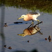 Insular Javan Pond Heron - Photo (c) Abu Hamas, some rights reserved (CC BY-SA), uploaded by Abu Hamas