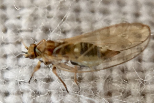 Trioza urticae