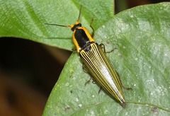 Semiotus buckleyi