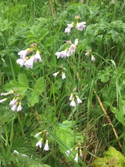 Cardamine pratensis