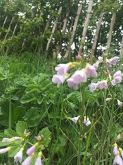 Cardamine pratensis