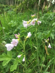 Cardamine pratensis