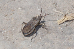 Ceraleptus americanus