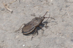Ceraleptus americanus