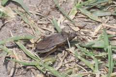 Ceraleptus americanus