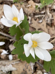 Sanguinaria