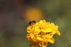 Ceratina