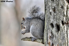 Sciurus carolinensis