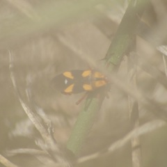 Oncopeltus guttaloides