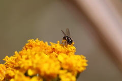 Ceratina
