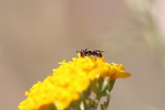 Ceratina