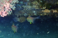 Pempheris multiradiata