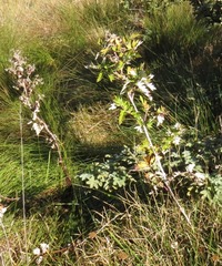 Rubus ludwigii