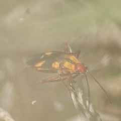 Oncopeltus guttaloides