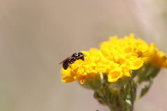 Ceratina