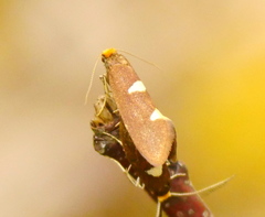 Incurvariidae