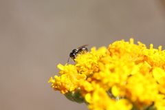 Ceratina