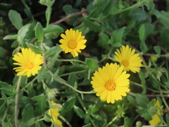 Calendula suffruticosa