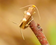 Incurvariidae